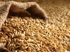 Ячмень пшеница