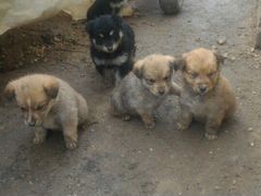 Собаки сибирский хаски