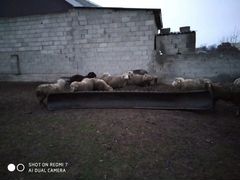 Овце матки