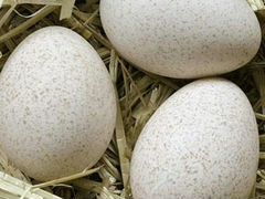 Инкубационное яйцо индейки белой широкогрудой