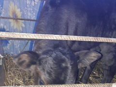 Корова с бычком, телилась третьего февраля