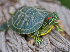 Рептилии красноухая черепаха