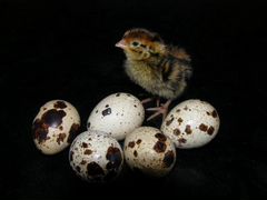 Яйцо перепелиное инкубационное