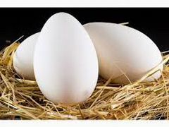 Гусиные яйца (инкубационные)