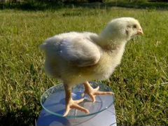 Цыплята, бройлеры суточные, инкубационные яйца