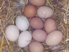 Инкубационные яйца кур несушек