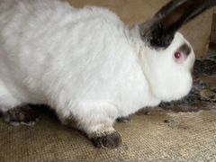 Кролики серебристые, калифорнийские еврики