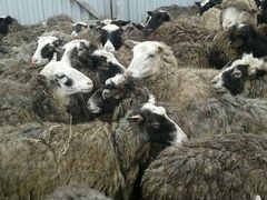 Овцы бараны яркий разного парода. Количество огран