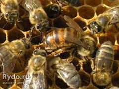 Пчёло семьи
