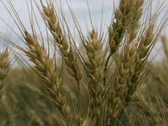 Яровая пшеница "Злата" рс 1