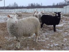 Продам овец породы - финский ландрас