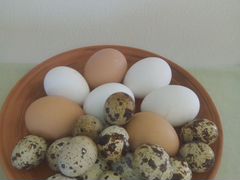 Яйца инкубационные перепелиные и куриные