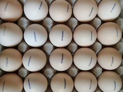Инкубационное яйцо с/х птицы