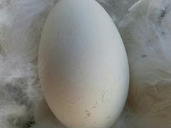 Гусята. инкубационное яйцо гусей