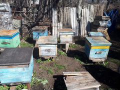 Пчёлопакеты, пчёлосемьи