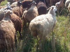Живые бараны овцы ягнят халяль доставка есть