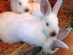 Калифорнийские кролики,привиты,2месяца