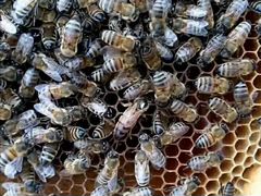 Пчёлы и другие животные