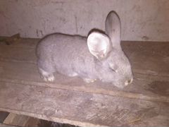 Кролики 1.5 месяца