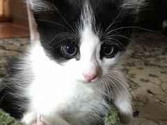 Котёнок от кошки мышеловки (мальчик)