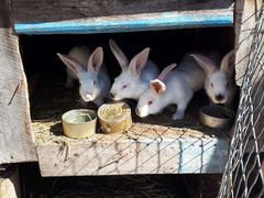 Продам кроликов 2-3 месяца, есть по месяцу еще