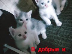 Котятки ищут мам и пап)