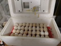 Инкубатор на 36 яиц