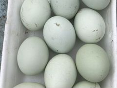 Инкубационное яйцо Ухейилюй и Льюянг