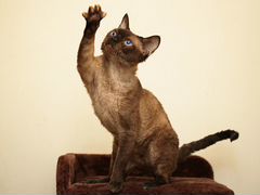 Девон Рекс котята от Чемпиона