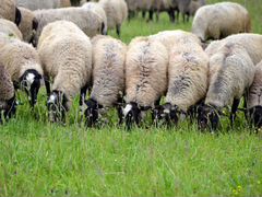 Овцы и ягнята романовской породы