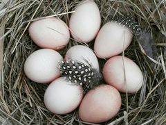 Инкубационное яйцо цесарки