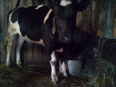 Телка от молочной коровы