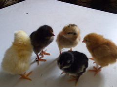 Продаются цыплята из домашних яиц