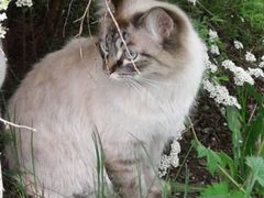 Пропал красивый кот в р-не Тукая