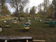 Продам пчелосемьи, отводки роя