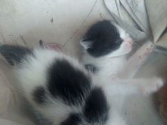 Кошка 2 черно белые и один кот рыжей