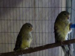 Певчие попугаи