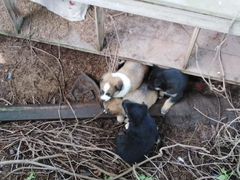 Найдены щенки и собака в заброшенном доме