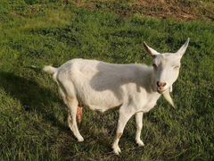 Продам заанинских коз, одна с третьим окотом, втор