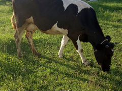 Две коровы,телка и теленок