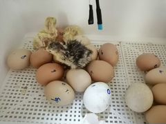 Продам индюшиное инкубационное яйцо