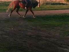 Лошадь, жеребец 3 года, конь, обучен, в седле и уп