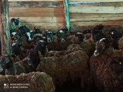 Продам овец, ярки Романовской породы оптом 70 голо