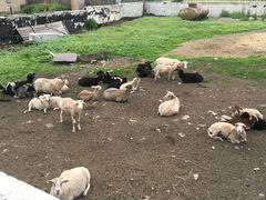 Продам овец 32 головы