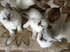 Тайские очаровательные котята