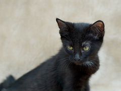 Черный котёнок