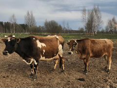 Коровы швицкой, джерсийской породы