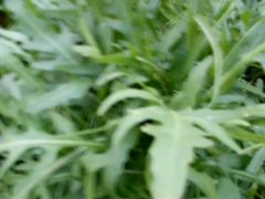 Укроп для засолки,пряная трава руккола