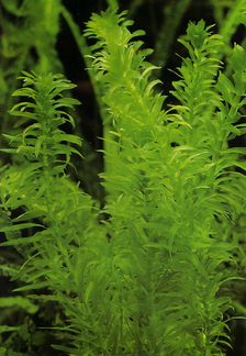Продаю аквариумное растение элодея