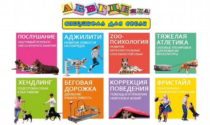 Абвгдейка - школа для собак. Дрессировка от А до Я